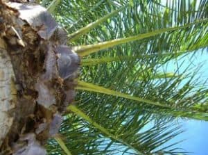 smaltimento palme roma